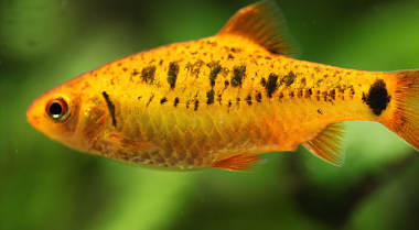 如何在鱼缸中进行部分换水？