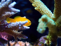 为什么水流在珊瑚礁水族箱中如此重要？