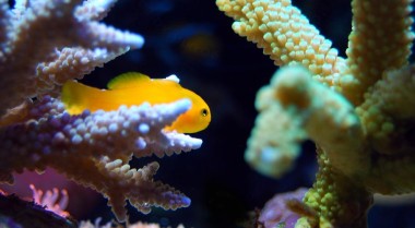 为什么水流在珊瑚礁水族箱中如此重要？