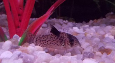 自我中毒：一种有害的防御机制