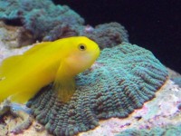 人工繁殖海水鱼的热门推荐