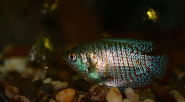 选择淡水水族箱底砂