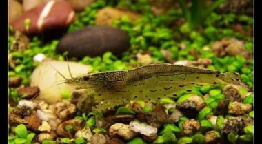 淡水水族箱五大最佳虾类