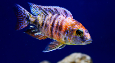 如何提高非洲慈鲷缸的pH值