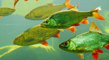 在水族箱中饲养群游鱼类的小贴士