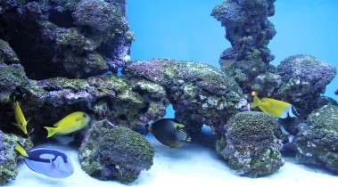 海水水族箱设计的变化