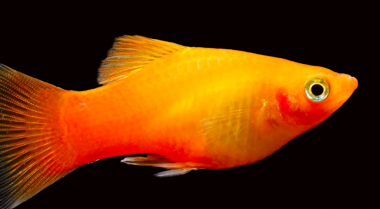 氨与你的鱼缸 – 你需要知道的一切