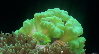 如何在珊瑚缸中提高钙含量