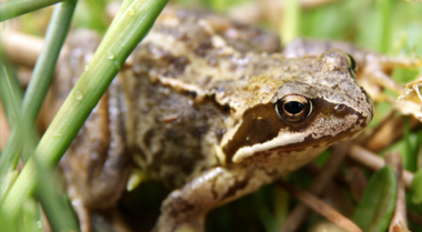 我应该如何处理花园里的青蛙？