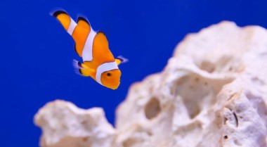 纳米水族箱推荐物种