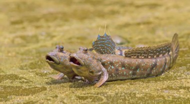 汽水鱼饲养指南