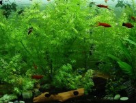 趋势：先进的水质监测设备