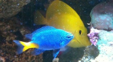 为海水水族箱准备海水