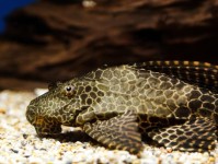 最受欢迎的淡水水族箱鲶鱼