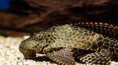 最受欢迎的淡水水族箱鲶鱼