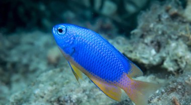 如何在海水水族箱中饲养雀鲷