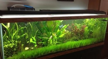 淡水水族箱中的水生苔藓