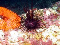 海水水族箱中的海胆