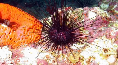 海水水族箱中的海胆