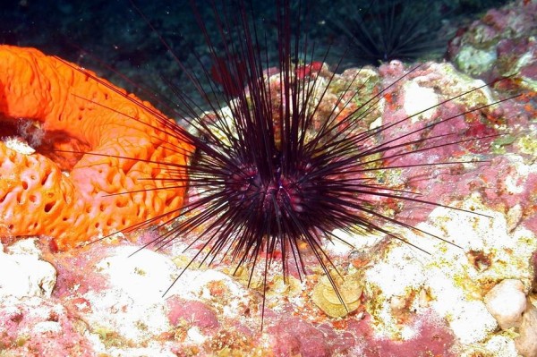 海水水族箱中的海胆