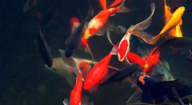 如何在夏季为鱼池降温