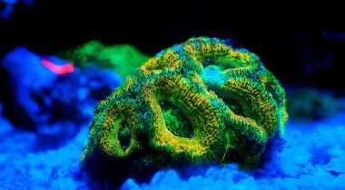 为什么我的水族箱珊瑚在死亡？