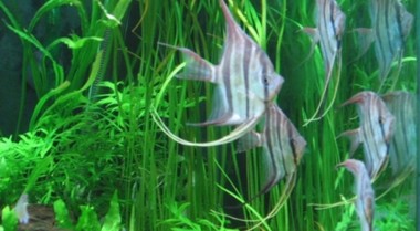 水草缸中二氧化碳的重要性