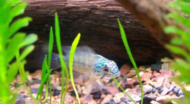 在淡水水族箱中使用沉木和活水草