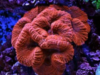 海水水族箱五大最艳丽珊瑚