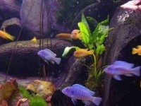 如何将慈鲷幼鱼养成成鱼