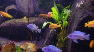 如何将慈鲷幼鱼养成成鱼