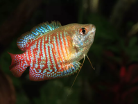 为什么我的鱼在鱼缸顶部游动？