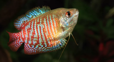 为什么我的鱼在鱼缸顶部游动？