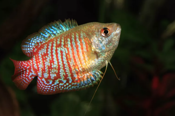 为什么我的鱼在鱼缸顶部游动？