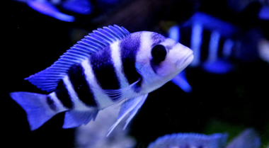 哪些热带鱼我可以在硬水中饲养？