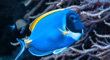 海水水族箱中如何应对海水真菌病