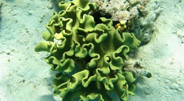 哪些珊瑚是容易饲养的软珊瑚？