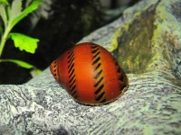 关于彩蛋螺你需要知道的一切