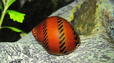 关于彩蛋螺你需要知道的一切