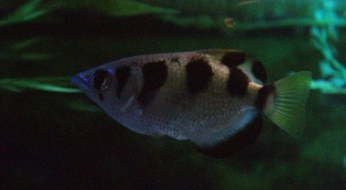 物种聚焦：射水鱼