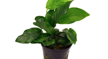 七种超级易养的水族箱植物