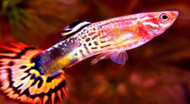 关于卵胎生鱼类你需要知道什么