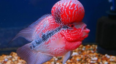 什么是花罗汉慈鲷？