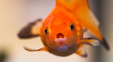 如何治疗鱼鳔失调症