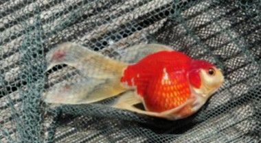 为什么我的池塘鱼死了？