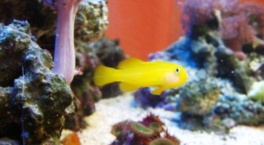 媒体反应器 - 水族箱过滤的创新方法