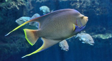 关于海水水族箱pH值你需要知道的一切