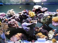 为什么水流在珊瑚礁水族箱中如此重要？