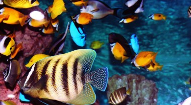 海水水族箱盐度要求