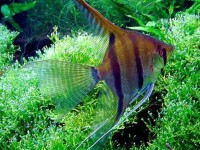 你的水族箱可能不像你想象的那么和平